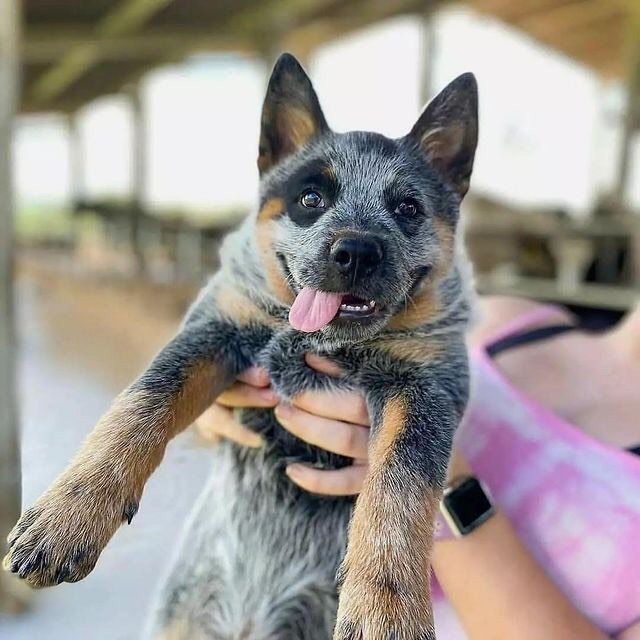 Blue Heeler and Red Heeler puppies playing together in the yard