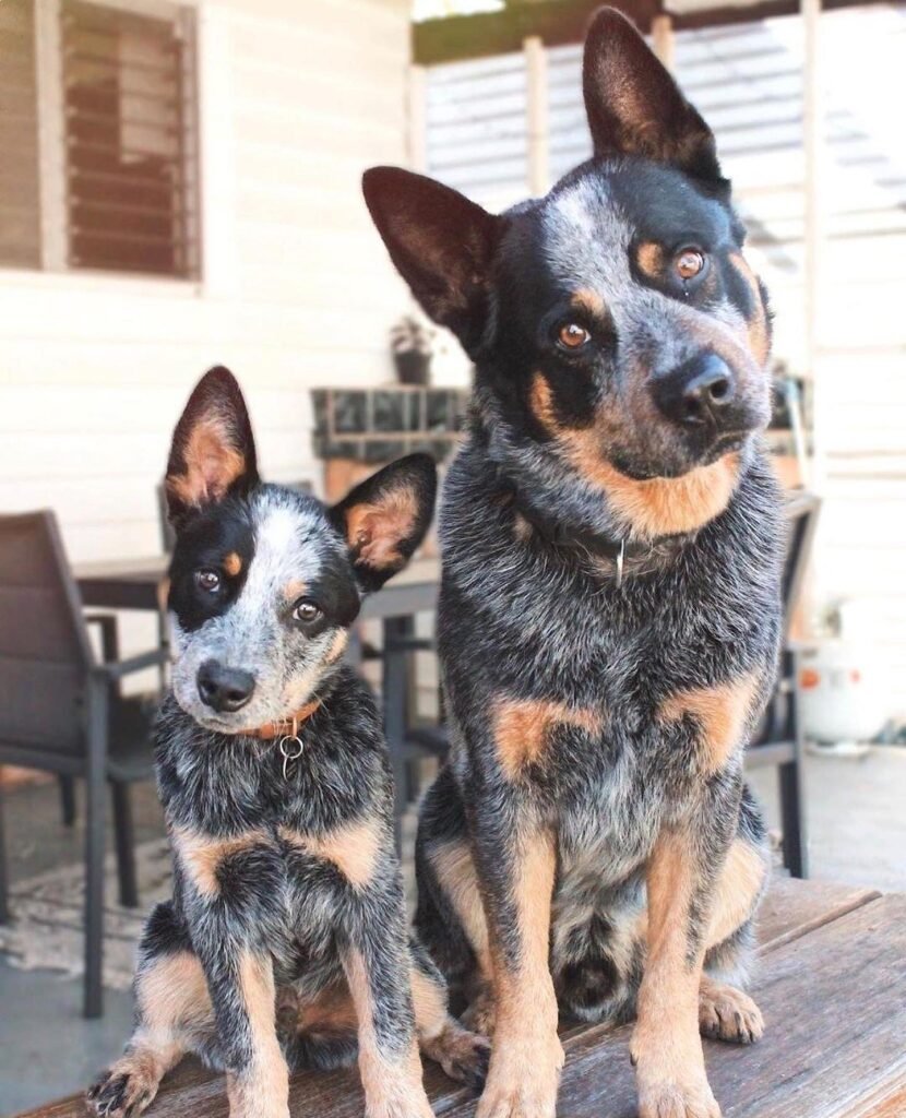Healthy Australian Cattle Dog puppy playing outside