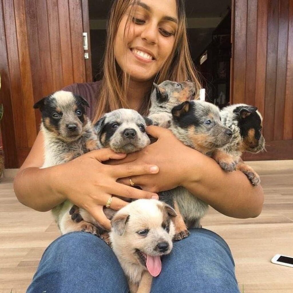 ed Heeler puppy for sale, affectionate and driven