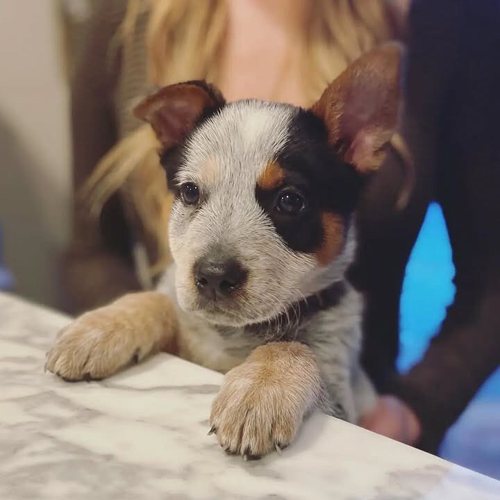 Australian Cattle Dog puppy for sale, confident and healthy