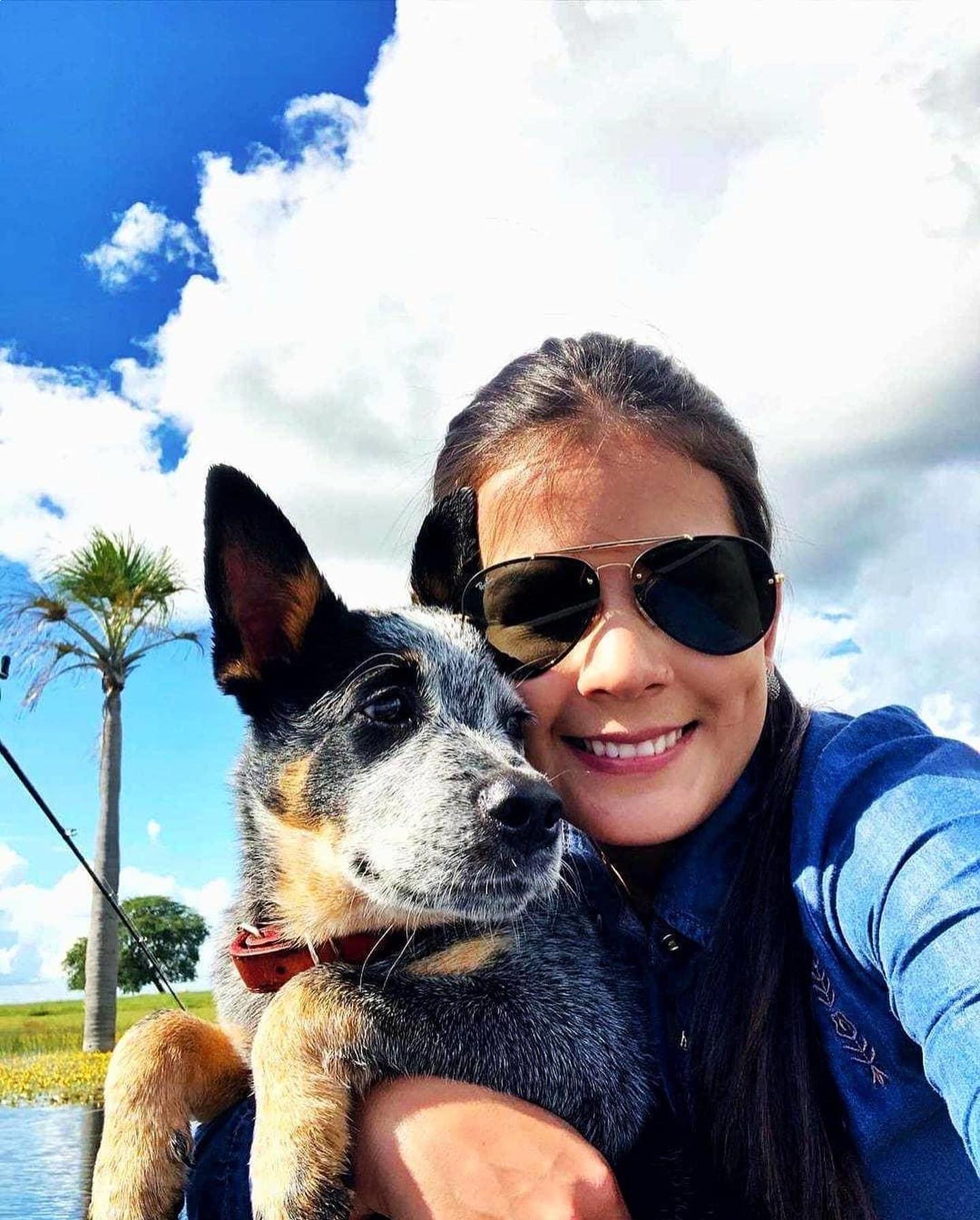 Red Heeler puppy with distinctive coat, exploring the backyard
