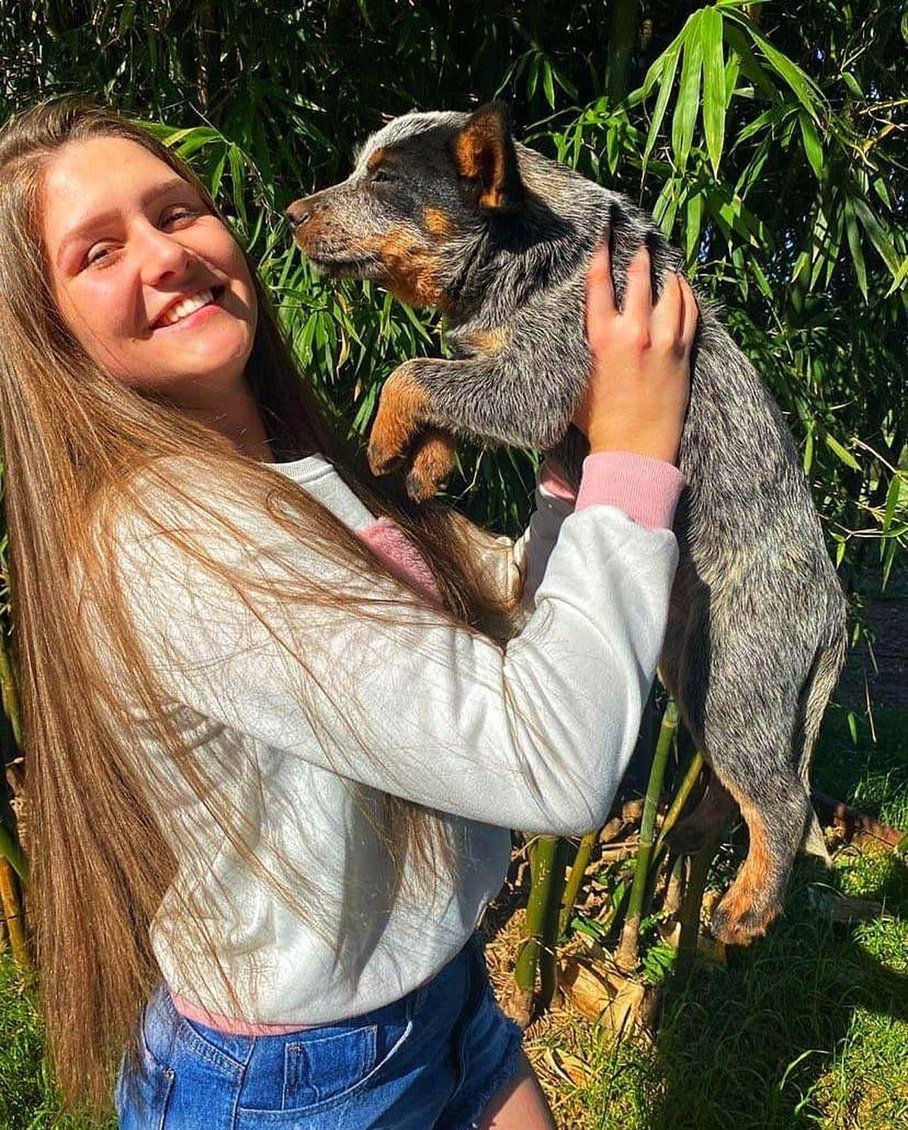 Blue Heeler and Red Heeler puppies together playing