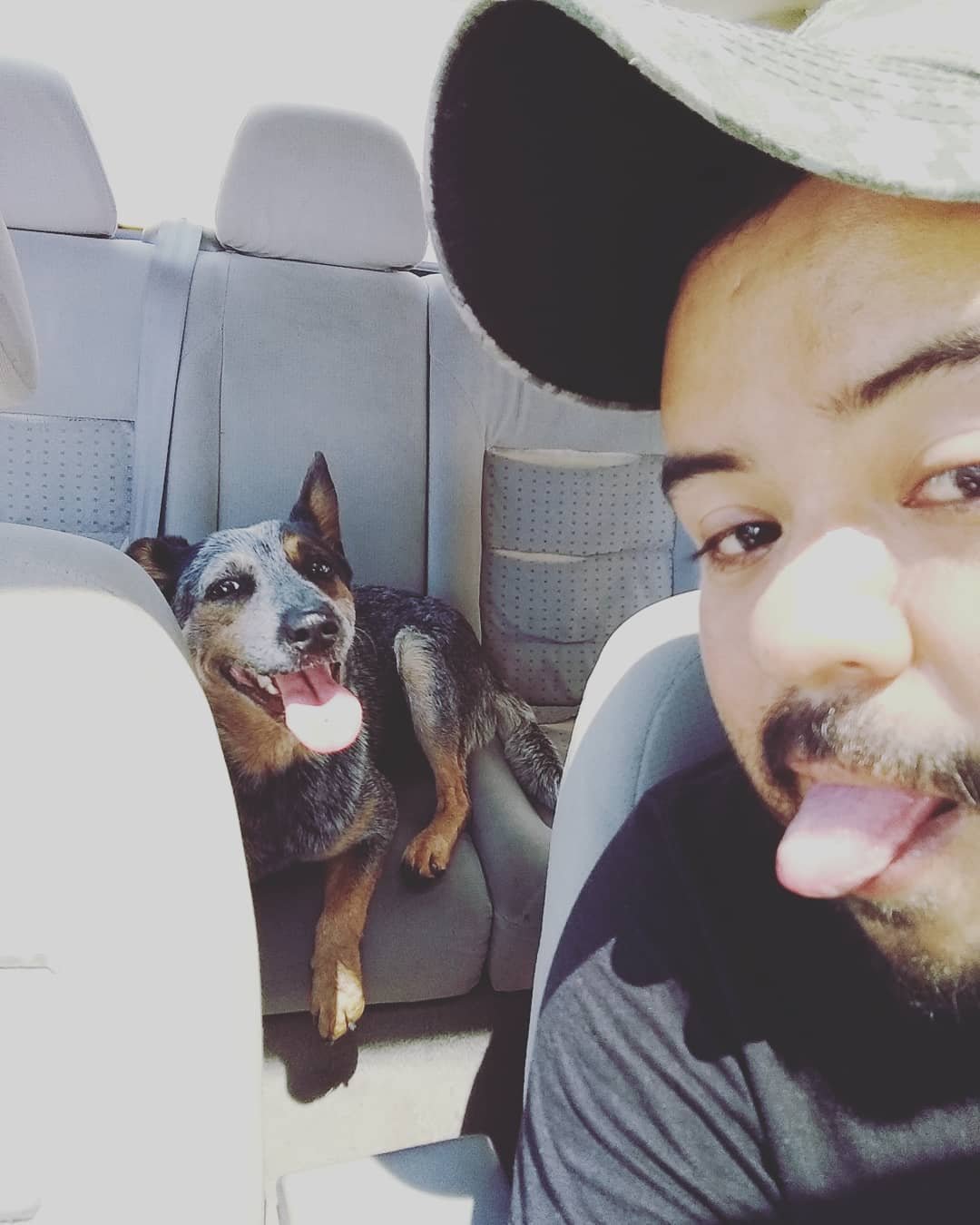 Blue Heeler puppy resting in the grass, enjoying the sunshine