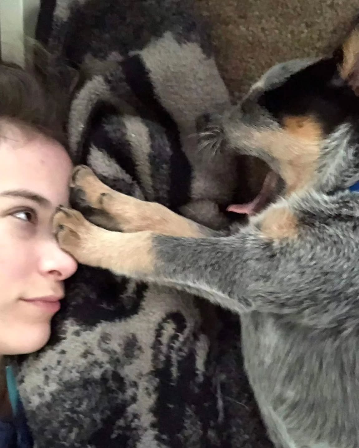 Australian Cattle Dog puppy smiling and playing