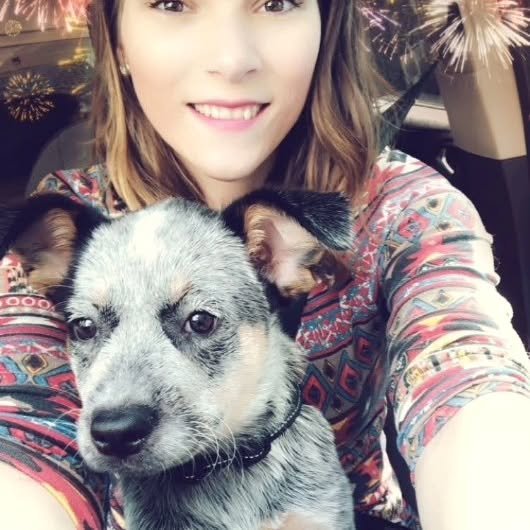 Red Heeler puppy playing with a toy in the yard